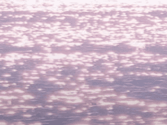 달맞이꽃과 해바라기