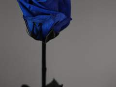 사랑하는 나의 뱀파이어에게 03