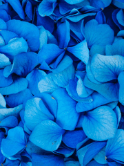 스팍커크 푸른꽃 한송이 (완결)