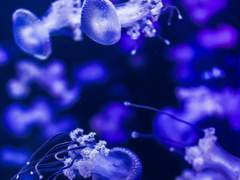 안락한 방 안의 옷장 속에는