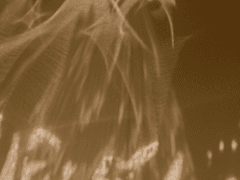 물빛, 해바라기, 꽃잎 -02