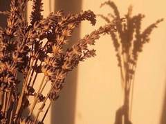 잠깐의 기억, 영원의 행복