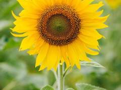 해바라기/이도은