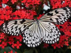 Bebe/불명/히어로