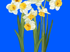 랄미 수선화 브러쉬