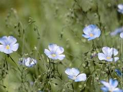 KENNETH FORREST 4 MUGGLE RAVENCLAW