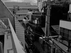 목격 [산즈 드림 글]