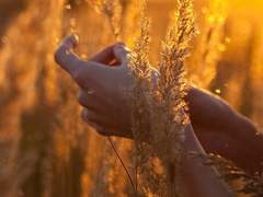 베사밀리온 크라이산더멈 / 16 / XY / 천사