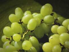 청포도
