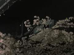 키리에 드 하이럼 / 16 / XX