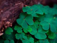 사람은 무엇으로 사는가