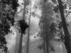 그날, 천둥번개에 가려진 기억