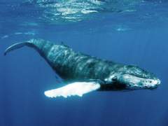 혹등고래는 육지의 꿈을 꾼다 [上]