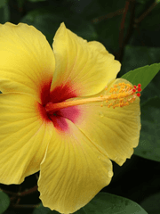 노란 히비스커스 섬