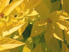 니가 인간이면 난 인간 아니다