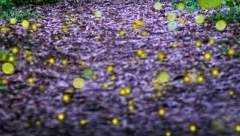 상냥한 내 친구, 이안에게.