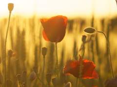 [세실리아 오웬/ 5학년/ 후플푸프/ 순혈]