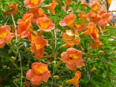 무료 배경화면<ver.여름_능소화> / 휴대폰 배경화면, 아이패드 배경화면, 세로 배경화면