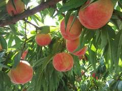 Summer Classic: 하계클래식 4