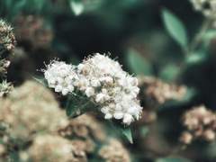 Lantana Reynolds/Hufflepuff/혼혈/xx