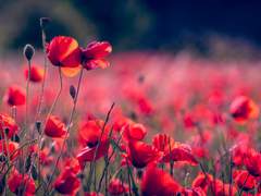 어둠을 삼키는 꽃