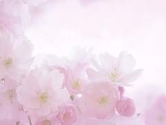 ღ' Alice Spring / 열 다섯 / XX 'ღ