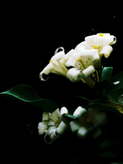 [Operation Blackout] MARI