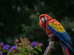 웨글러 J.코카투 / 30 / 남성 / 해적