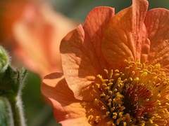 [ 샤를로테 / XX / 8세 ]