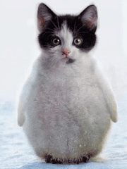 둔갑한 너구리네 고물상