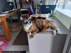 미월(우리집고양이)이 묘춘기에요!