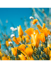 영어 독해 기본