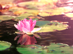 문수연(문휘영)/인간