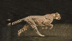 [극정] 행복을 나르는 당신의 친절한 이웃 3