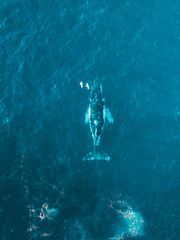 몸이 약한 고래는 활공을 꿈꾸었었다