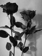 호기심은 천사를 죽이고,