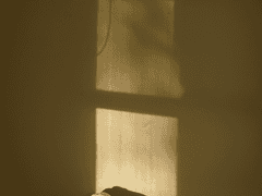 물빛, 해바라기, 꽃잎 -03