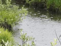 V가 사는 신기루