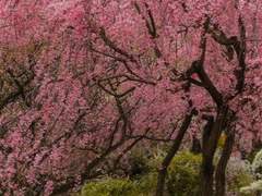 복사꽃 | 프롤로그