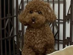 강아지도 표정이 있어요