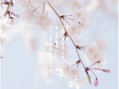 어느 고운 봄날 흩날리거든 [10]