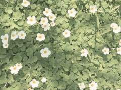 ☘꼬리가 길면 밟힌다.