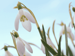 수중의 이카로스