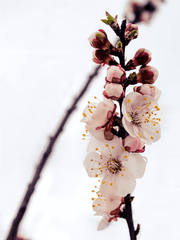 화산귀환(복합)