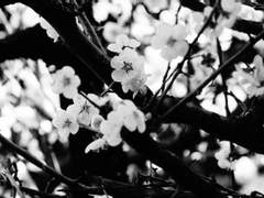 [화산귀환] 화산에는 구름매화가 핀다 00