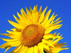 [매직카이토/카이아오] 장맛비