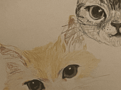 네 살 고양이 마태의 모험 1