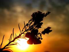 세이지 - 라엔 한소 백업