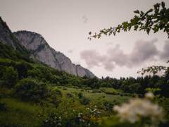 피암마 데모프 한소 백업