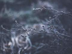 當其爲師 則弗臣也